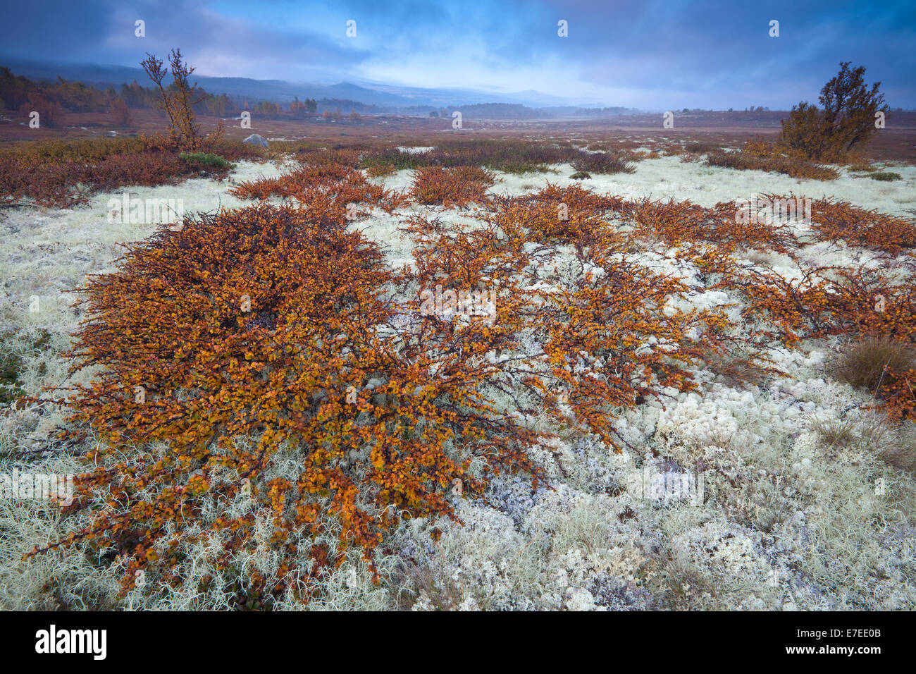 Fall colors at Fokstumyra nature reserve at Dovre in Oppland fylke, Norway. In the foreground is the small tree Dwarf Birch, Betula nana. Stock Photo