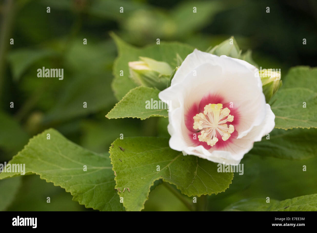 Hibiscus moscheutos flower. Stock Photo