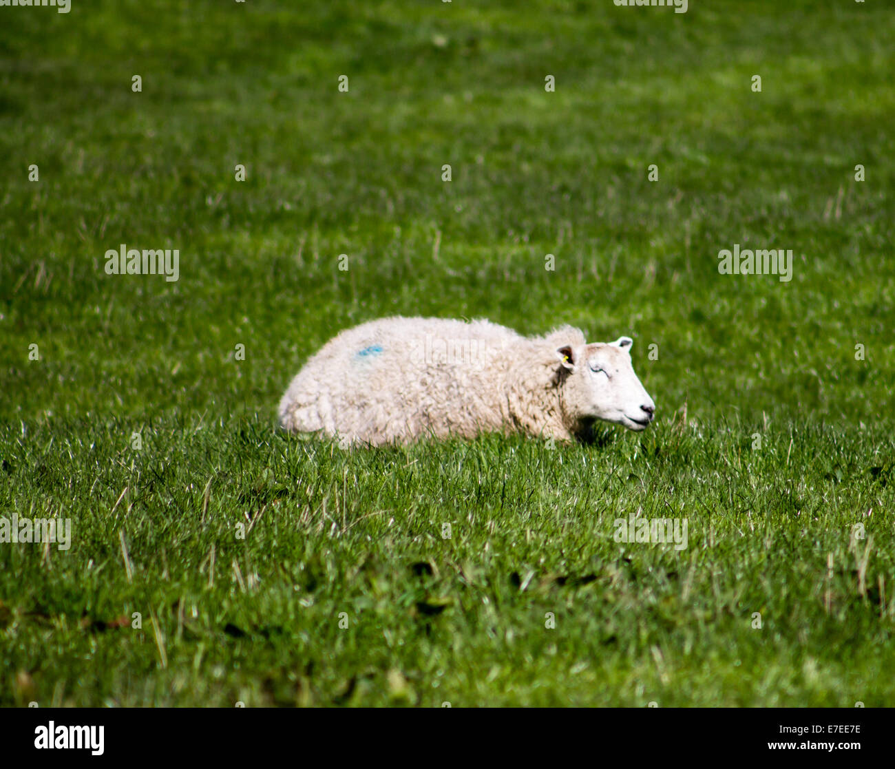 Sleeping Sheep, Yorkshire Dales, England Stock Photo