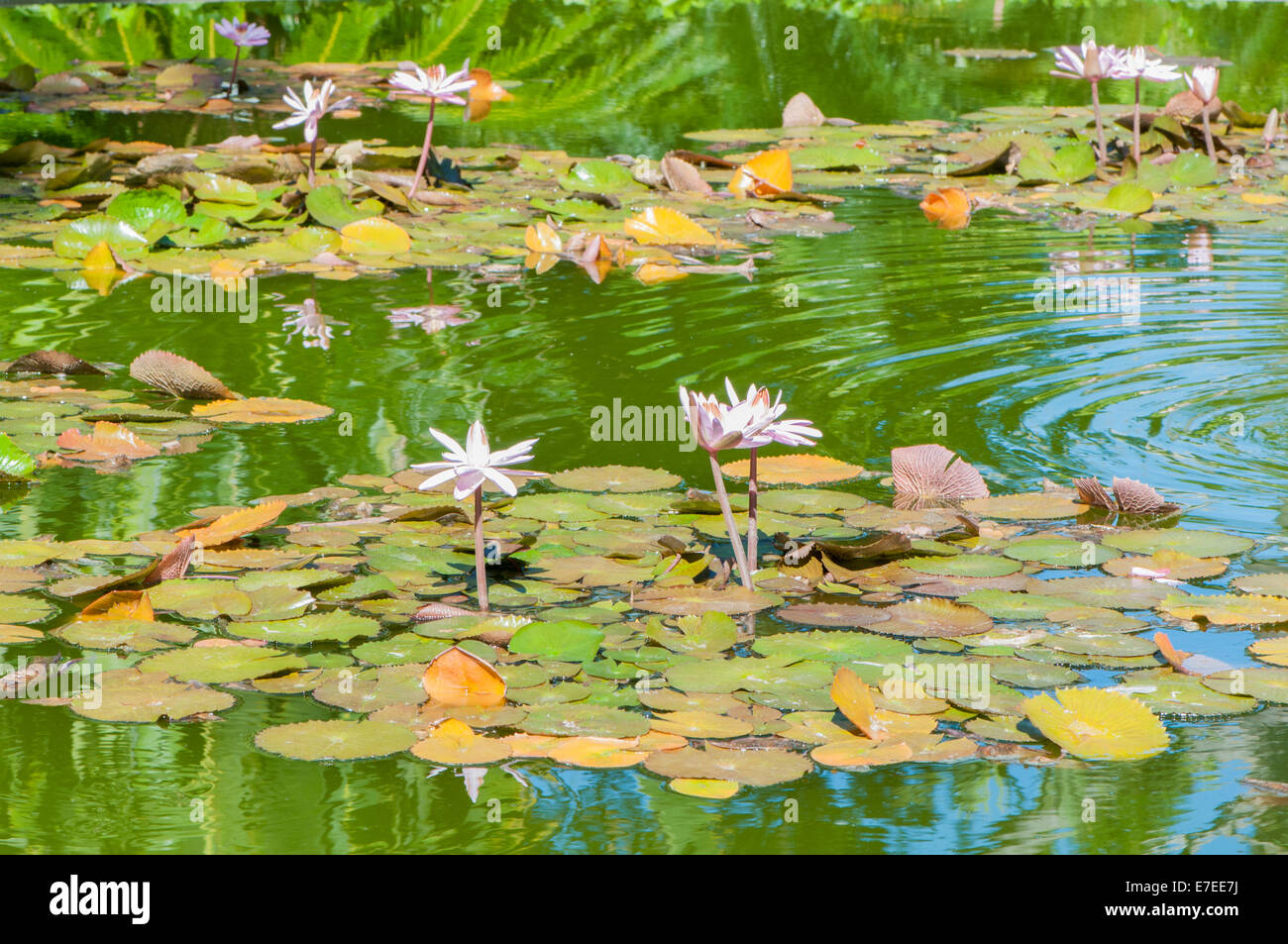 colorful flowers in the rainforest Stock Photo - Alamy