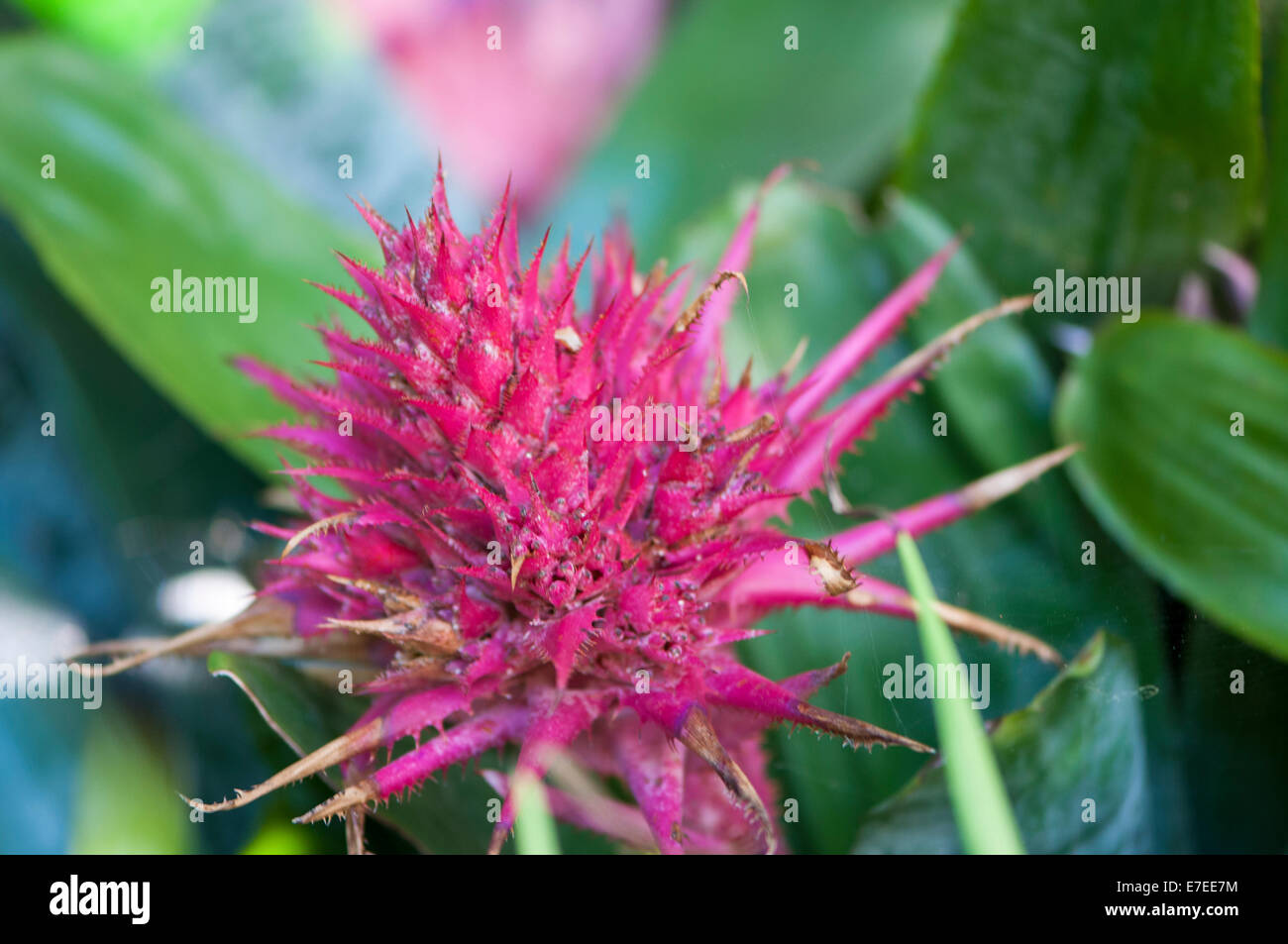 colorful flowers in the rainforest Stock Photo - Alamy