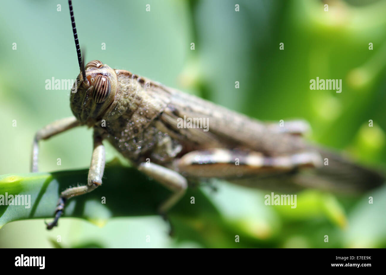 Italian grasshopper on aloe plant Stock Photo
