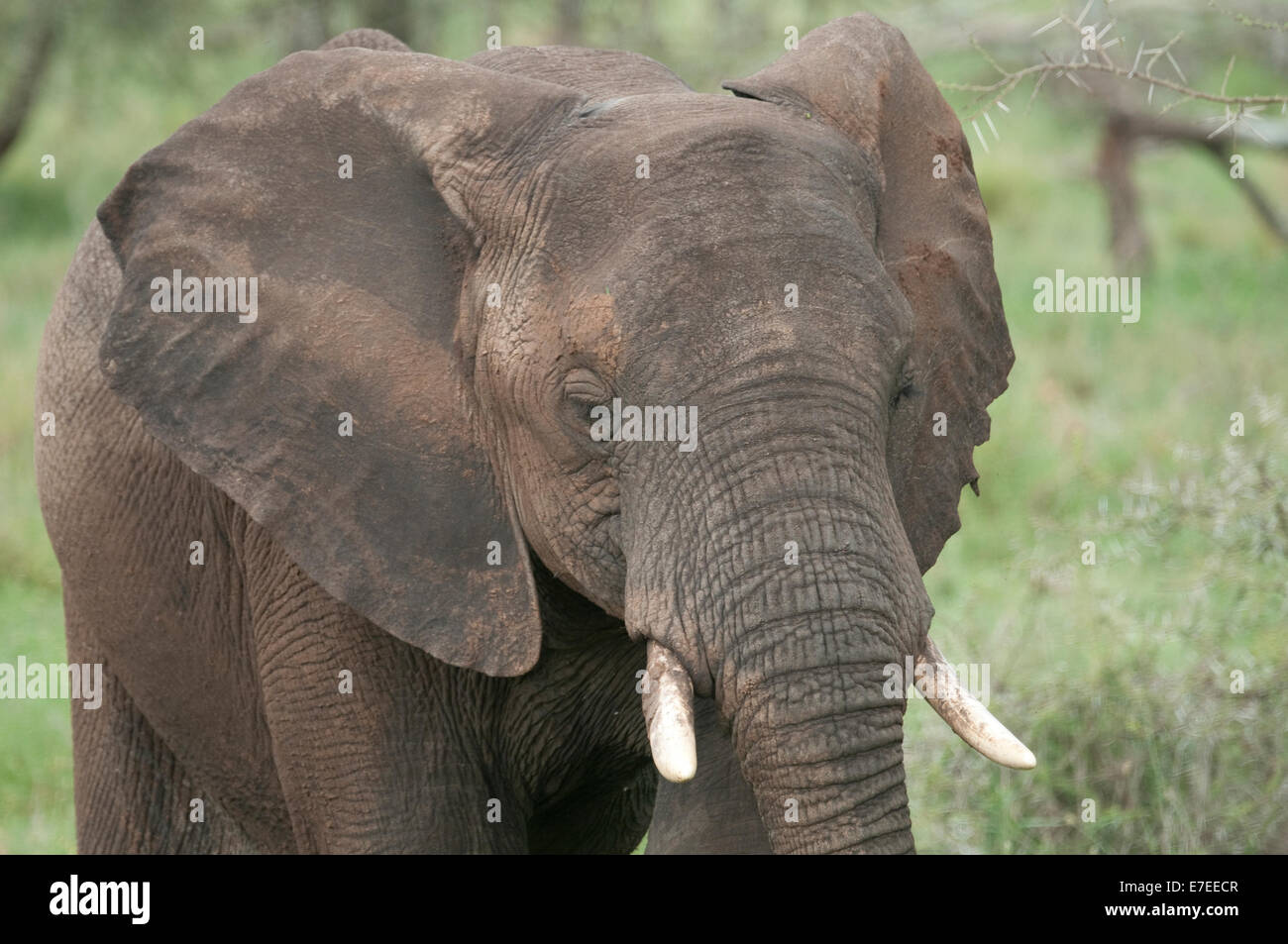 Head shot of elephant Stock Photo