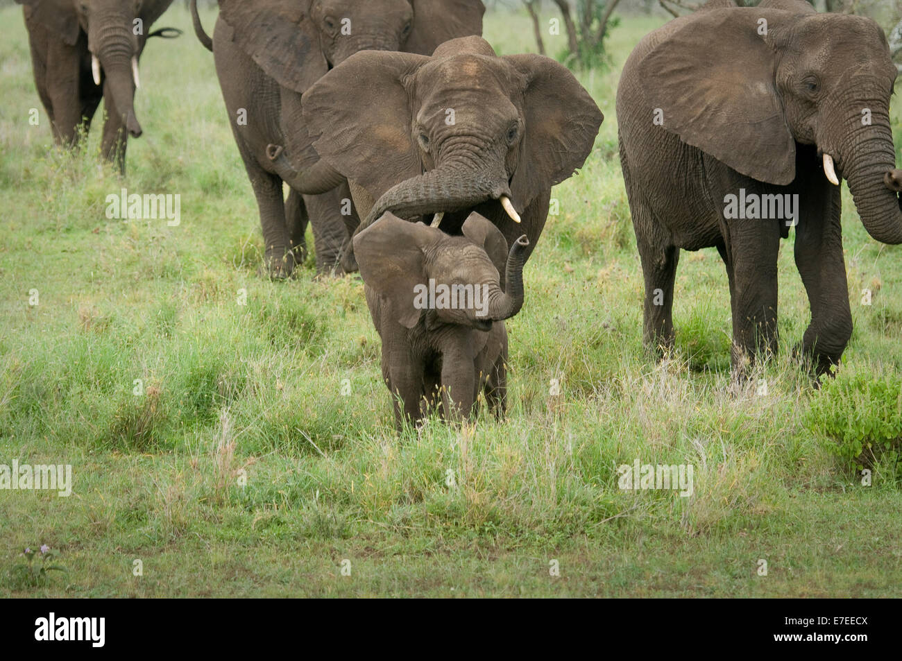 Elephants in line with baby in front Stock Photo