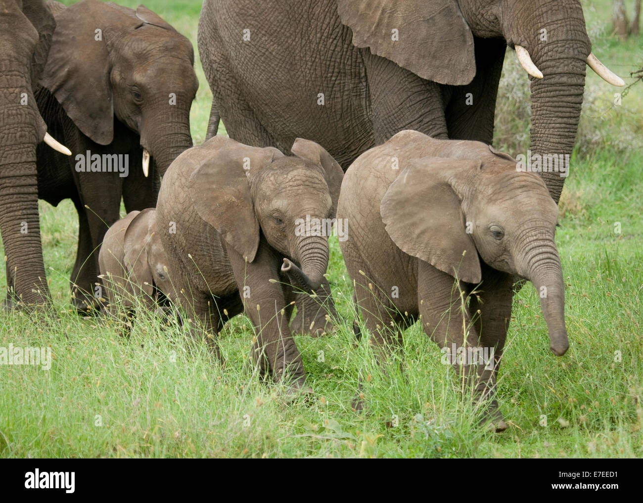 Young elephants walking alongside adults Stock Photo