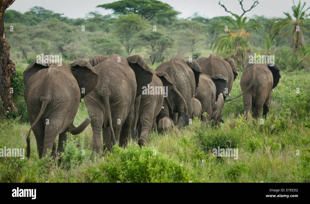 Herd of elephants walking in a line-from rear Stock Photo