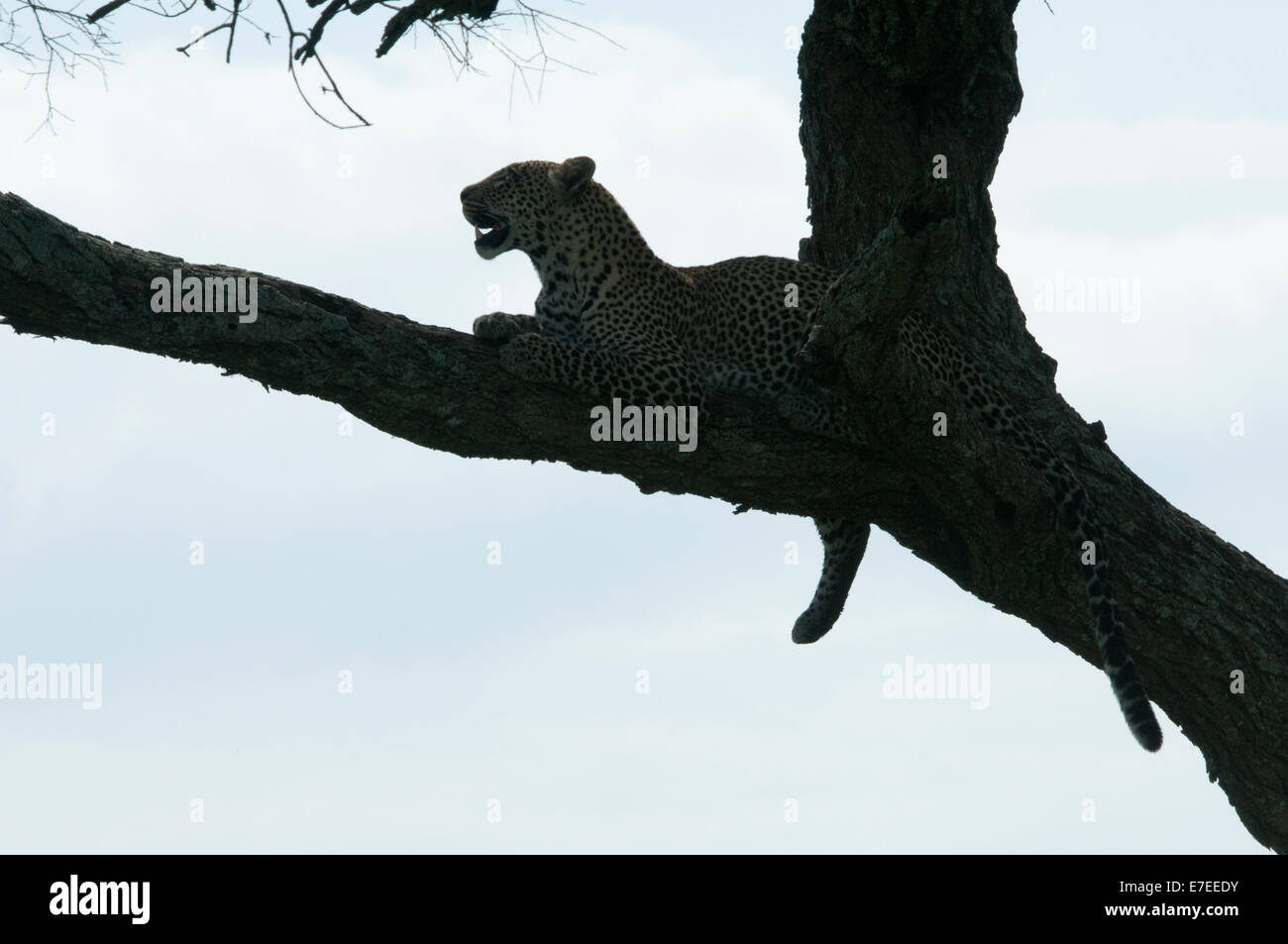 Leopard lying in tree-silhouette Stock Photo - Alamy