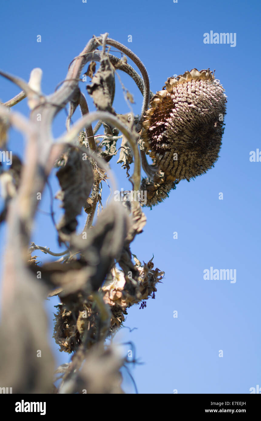 Dry High Sunflower in front of Blue Sky Stock Photo