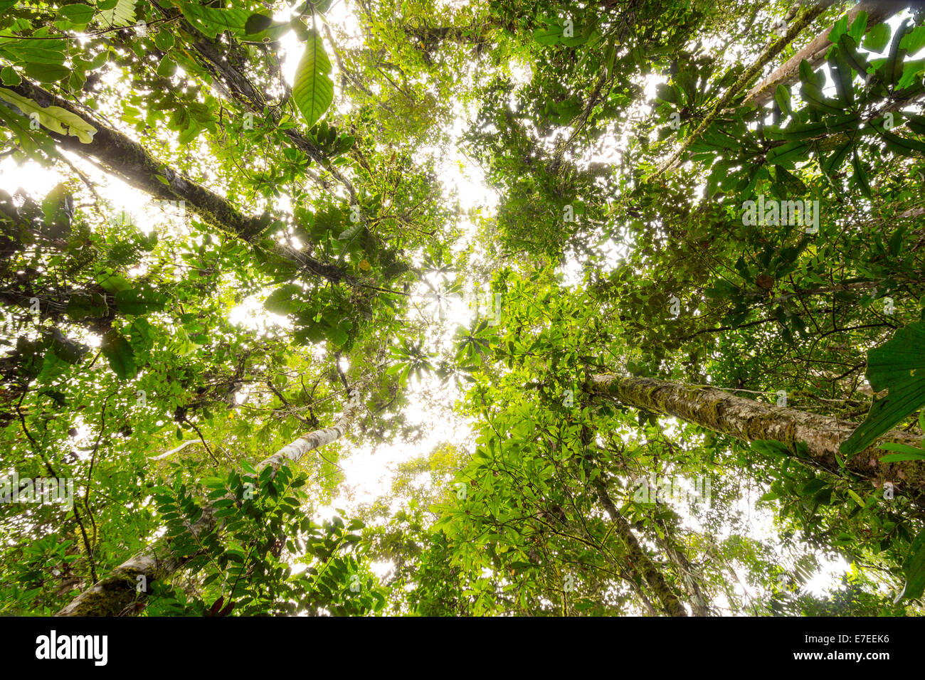 Looking up to the rainforest canopy in the Ecuadorian Amazon. Stock Photo