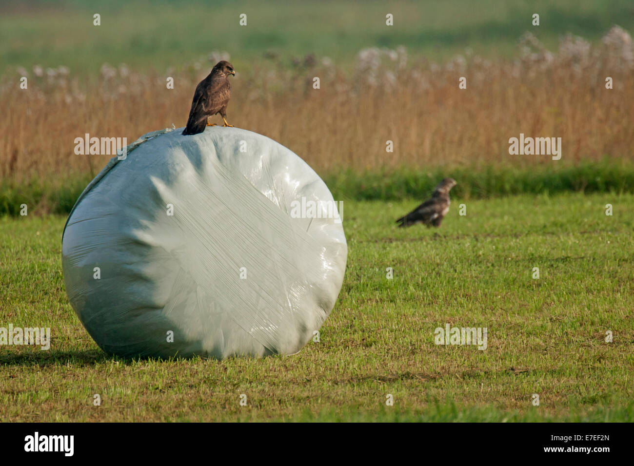 Two common buzzards (Buteo buteo) in meadow, one buzzard perched on wrapped round bale in grassland Stock Photo