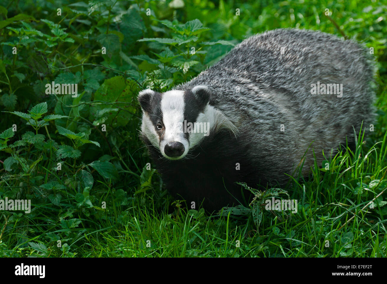 European badger (Meles meles) foraging in forest's edge Stock Photo