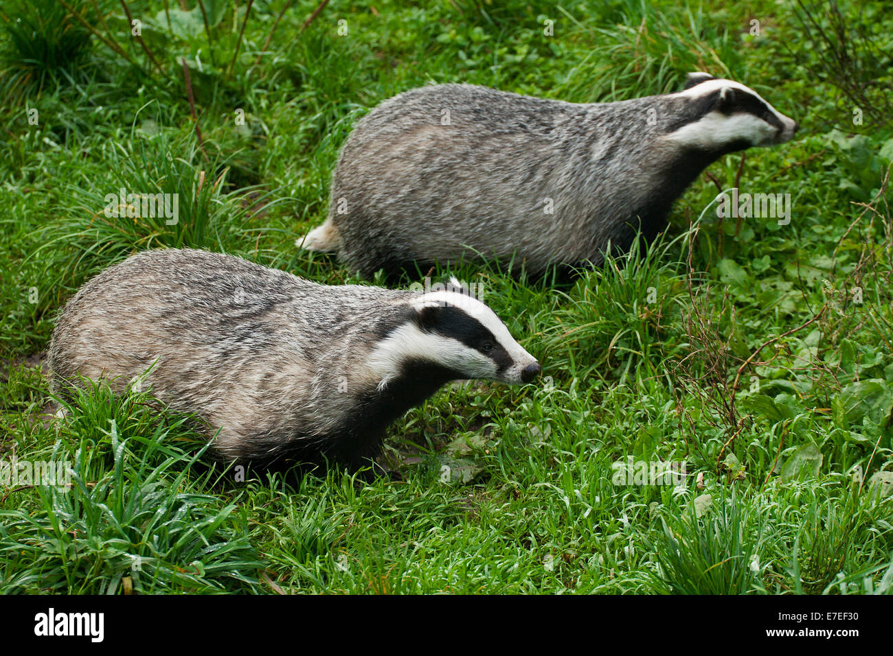 Two European badgers (Meles meles) foraging in meadow Stock Photo