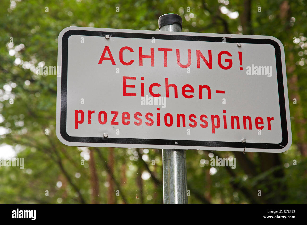 Warning sign in German for Oak Processionary caterpillars (Thaumetopoea processionea) in forest in Germany Stock Photo