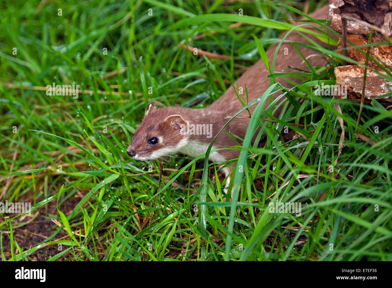 Stoat / short-tailed weasel (Mustela erminea) hunting in meadow Stock Photo