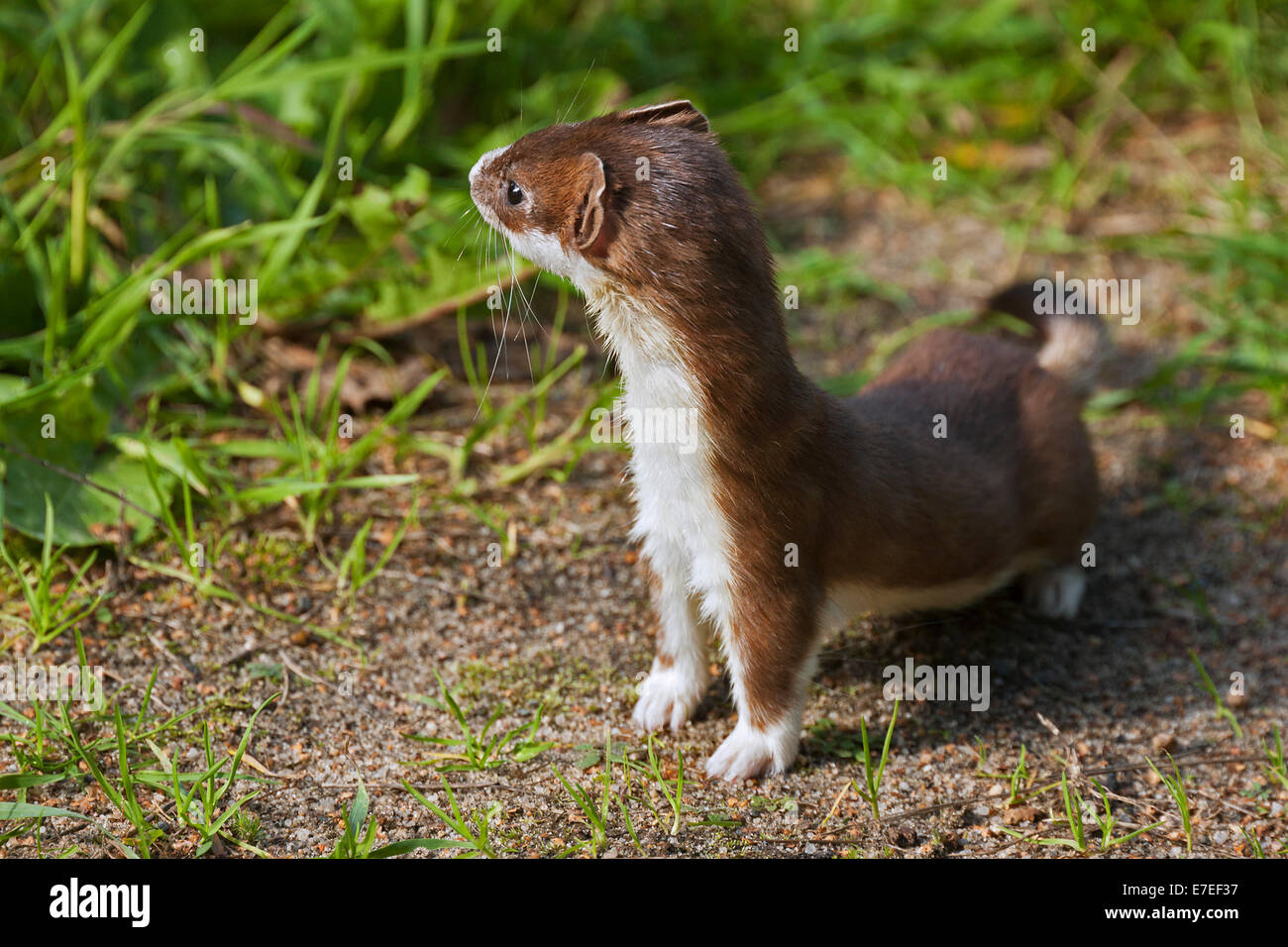Stoat / short-tailed weasel (Mustela erminea) looking for prey in meadow Stock Photo