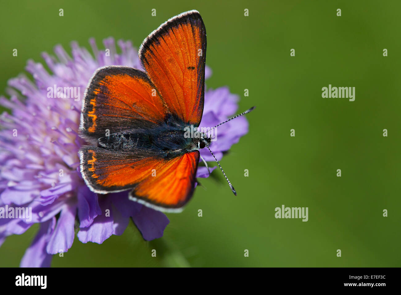 Purple-edged Copper (Lycaena hippothoe) perched on flower Stock Photo