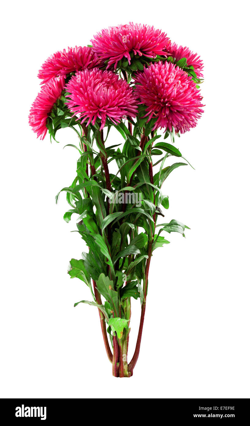 aster flower on a white background Stock Photo