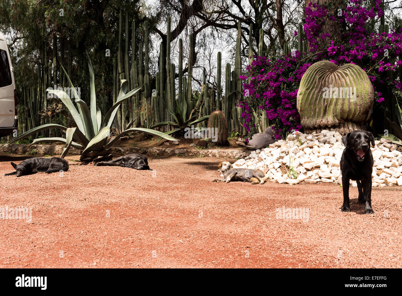 Four dogs sleeping under the sun Stock Photo Alamy
