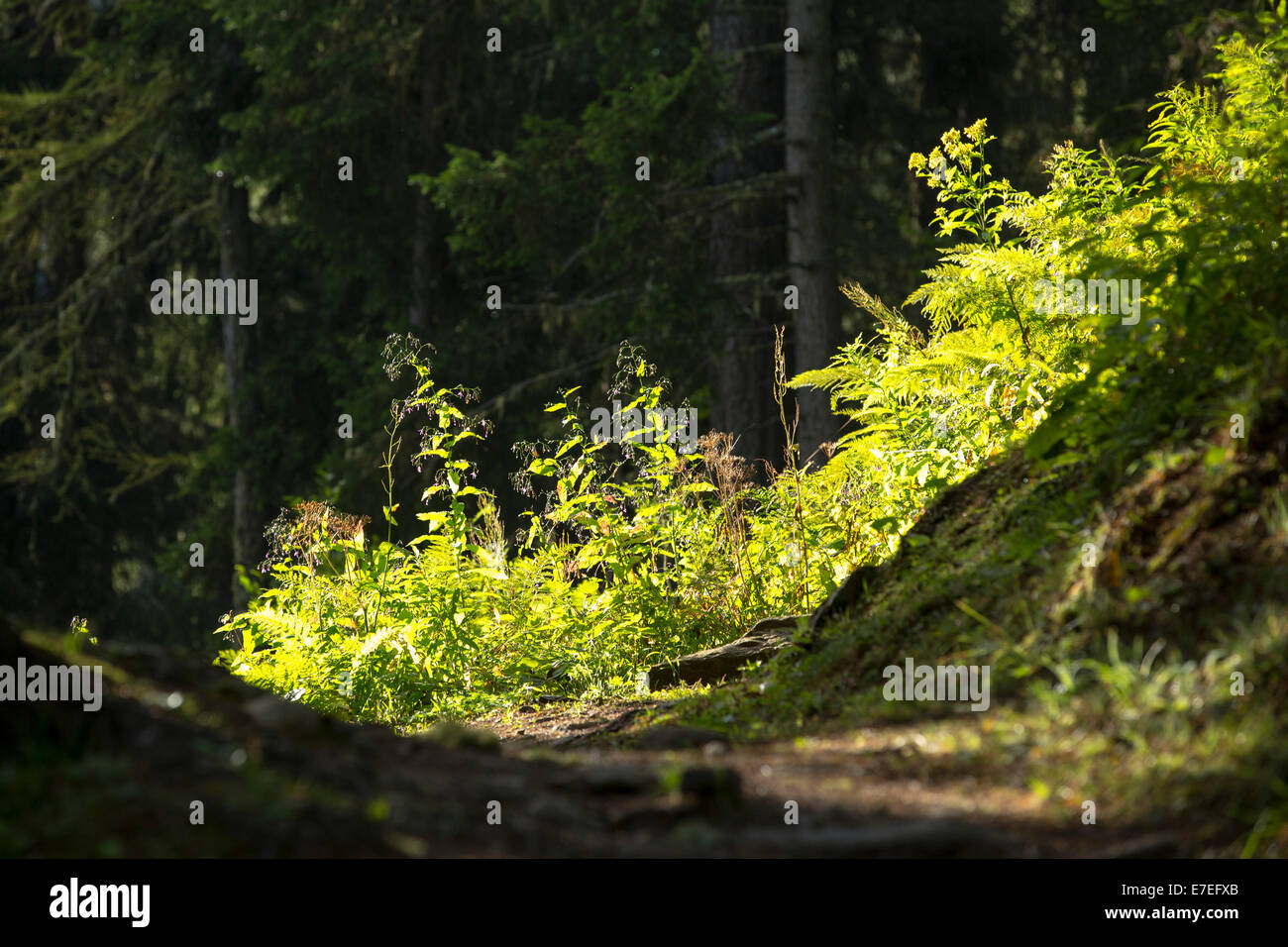 Native forest in the Swiss Alps near Trient, with sunlit understorey. Stock Photo