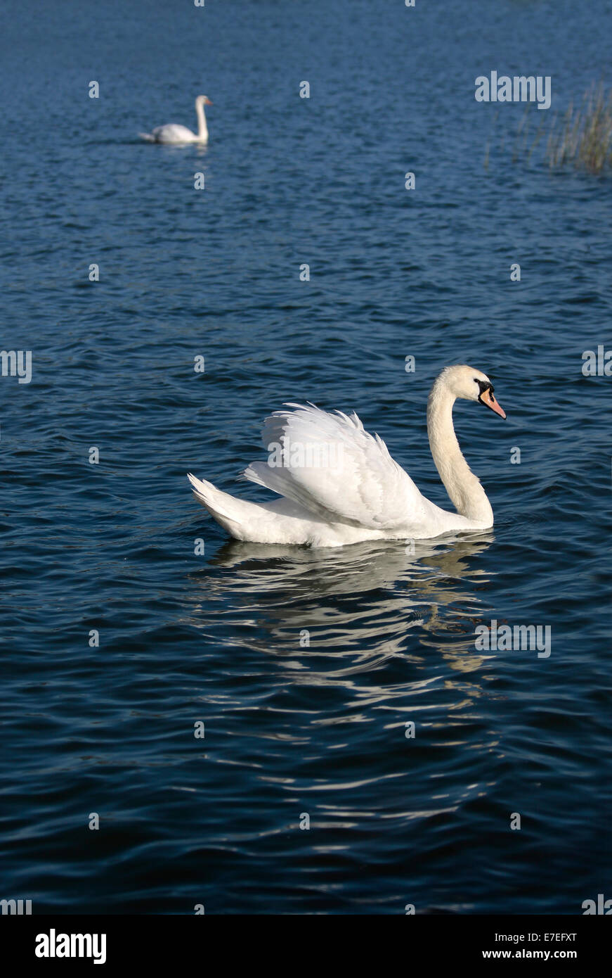 Swans in Keszthely at the north shore of Lake Balaton, Hungary Stock Photo
