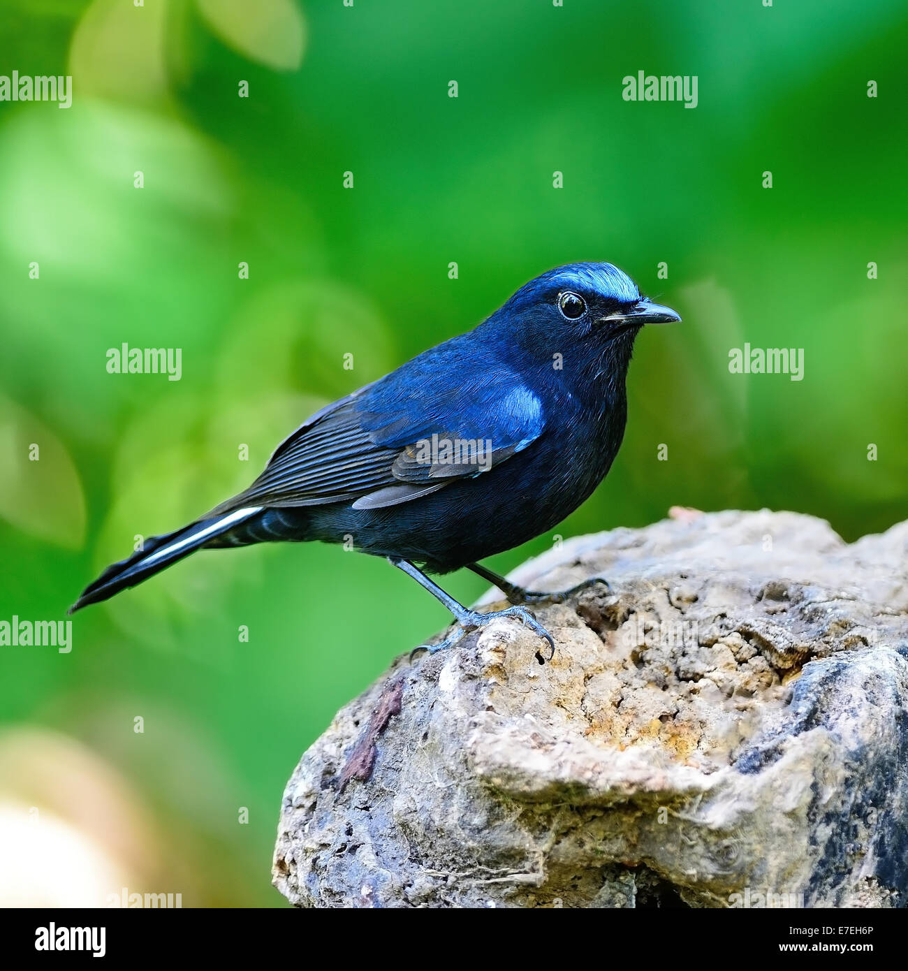 Colorful blue bird, male White-tailed Robin (Myiomela leucura), standing on the log, side profile Stock Photo