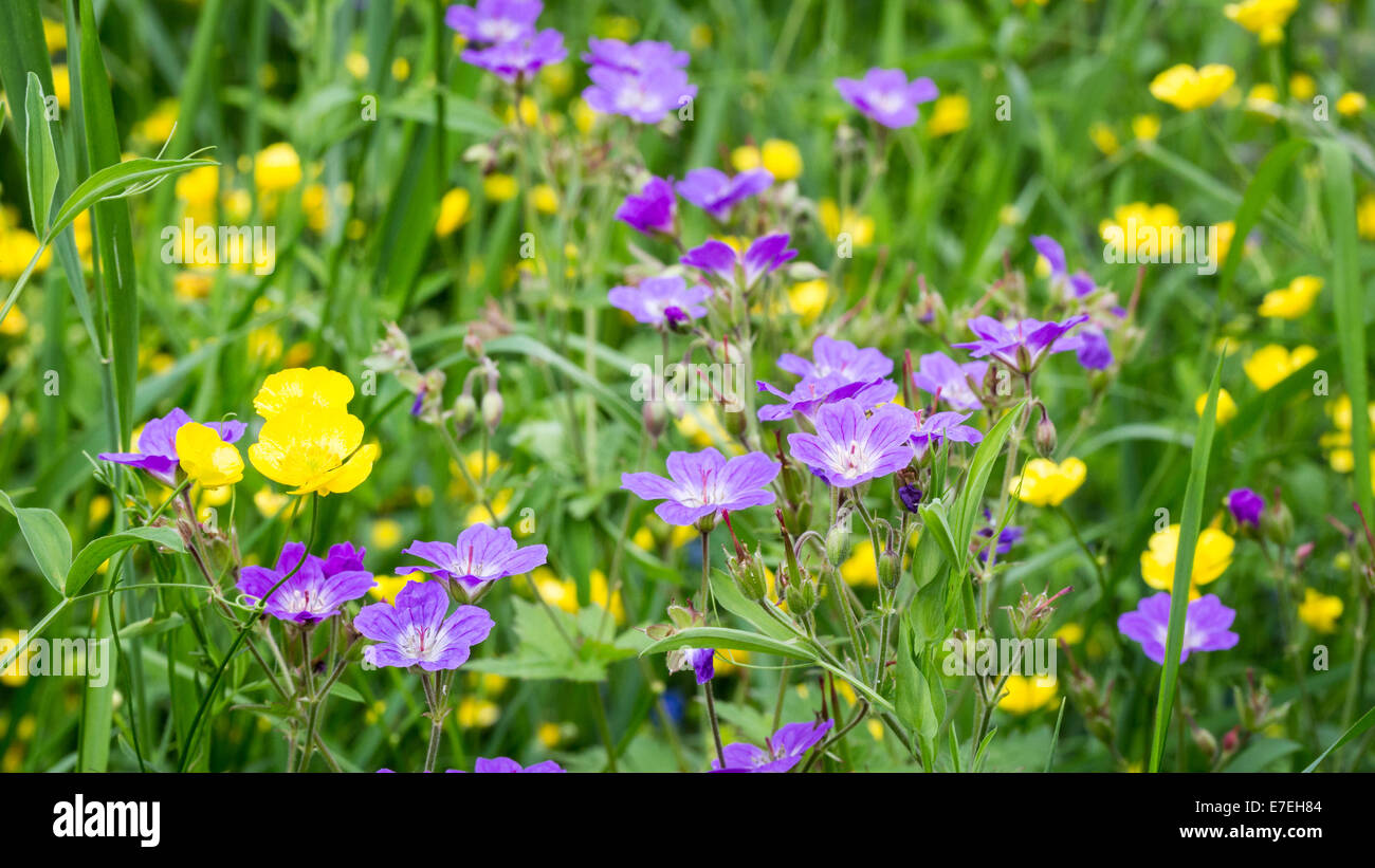 Colorful field with wild flowers hi-res stock photography and images ...