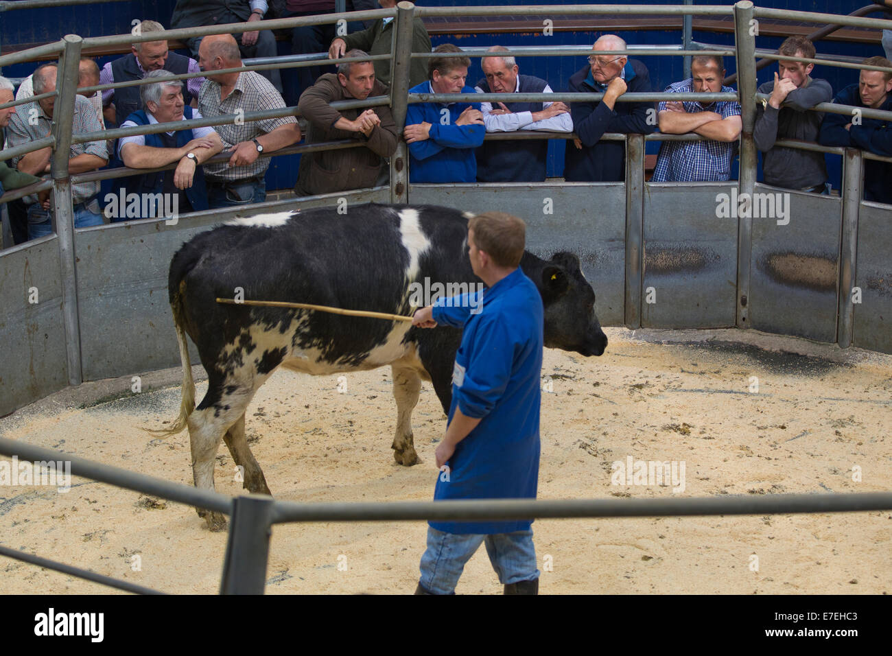 Harrison & Hetherington farmstock auctioneers, farmers attend the