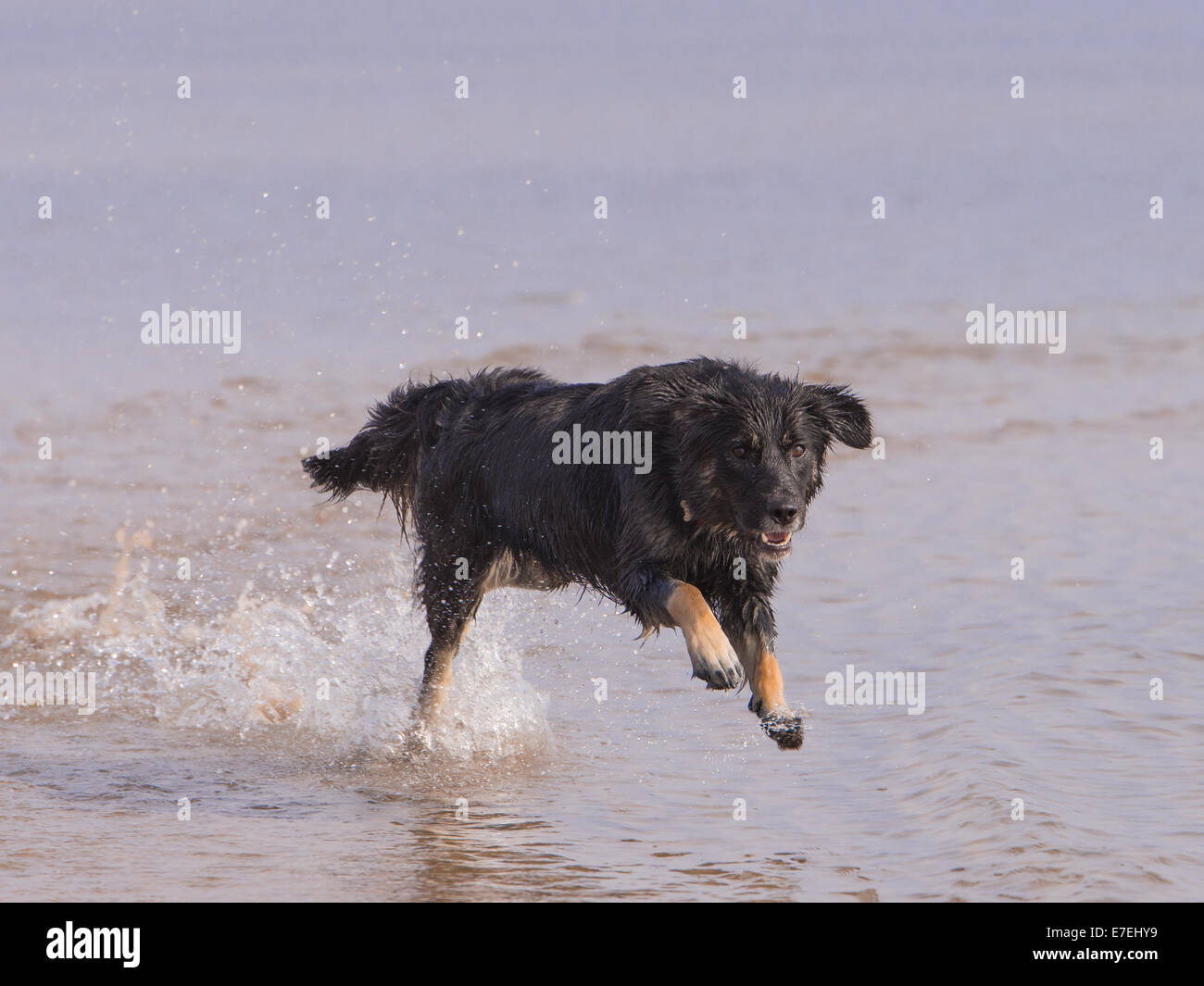 Dog running on the beach Stock Photo Alamy