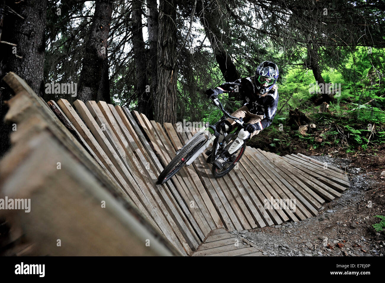 Downhill mountain biker rides the Big Spruce Trail at Alyeska Resort in Girdwood, Alaska June 2011. Stock Photo