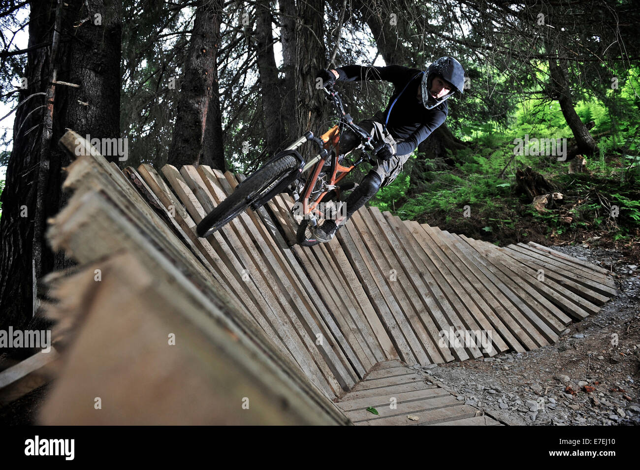 Downhill mountain biker rides the Big Spruce Trail at Alyeska Resort in Girdwood, Alaska June 2011. Stock Photo