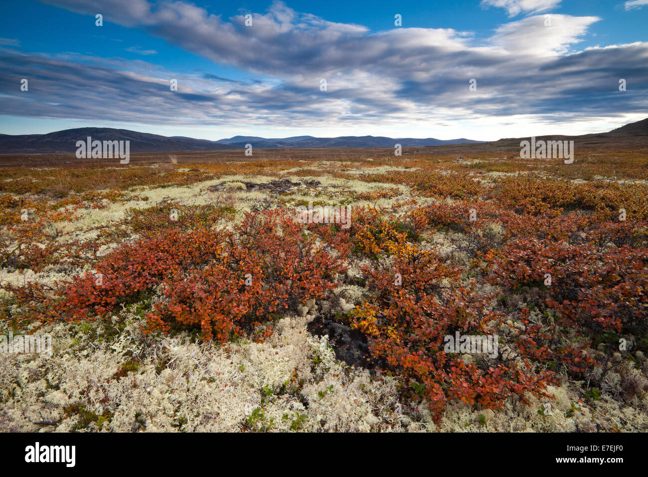 Fall colors at Dovrefjell national park, at Dovre in Oppland fylke, Norway. Stock Photo