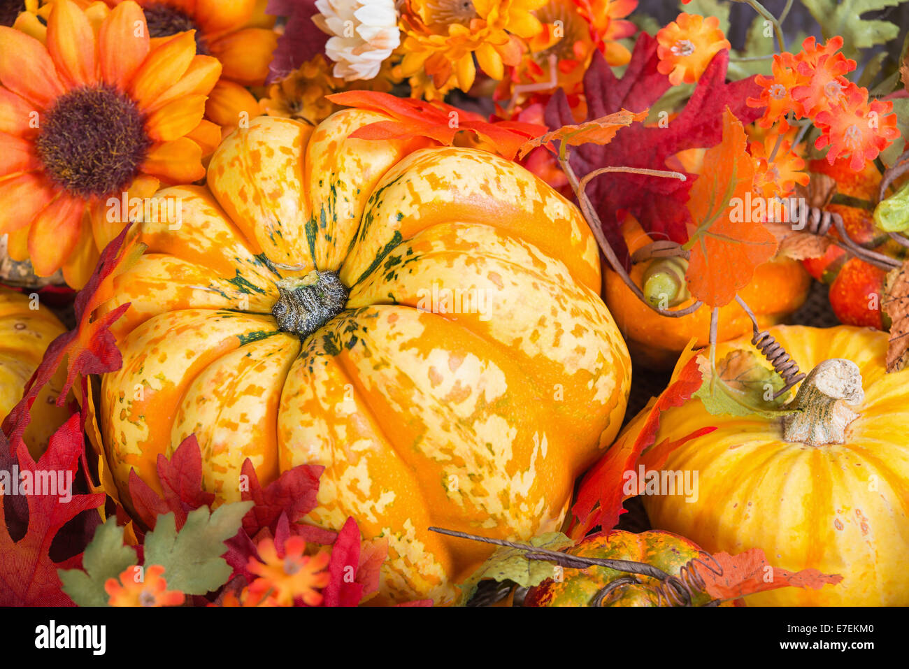 Closeup of a colorful autumn display with a squash fruit surrounded by
