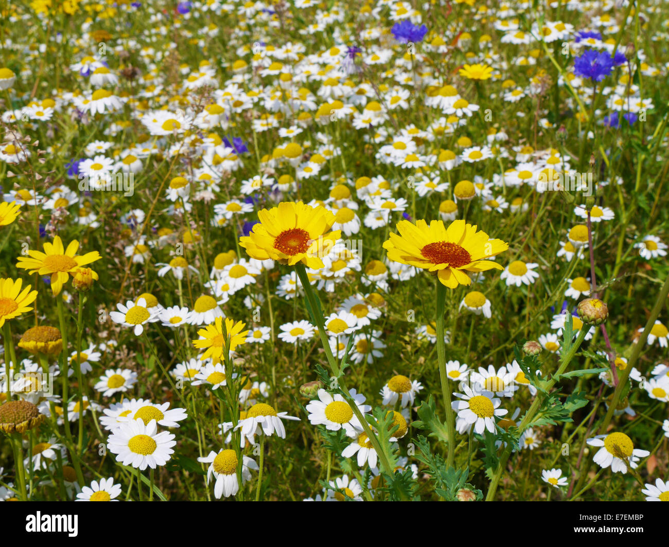 Closeup view of wild flowers growing in meadow Stock Photo - Alamy