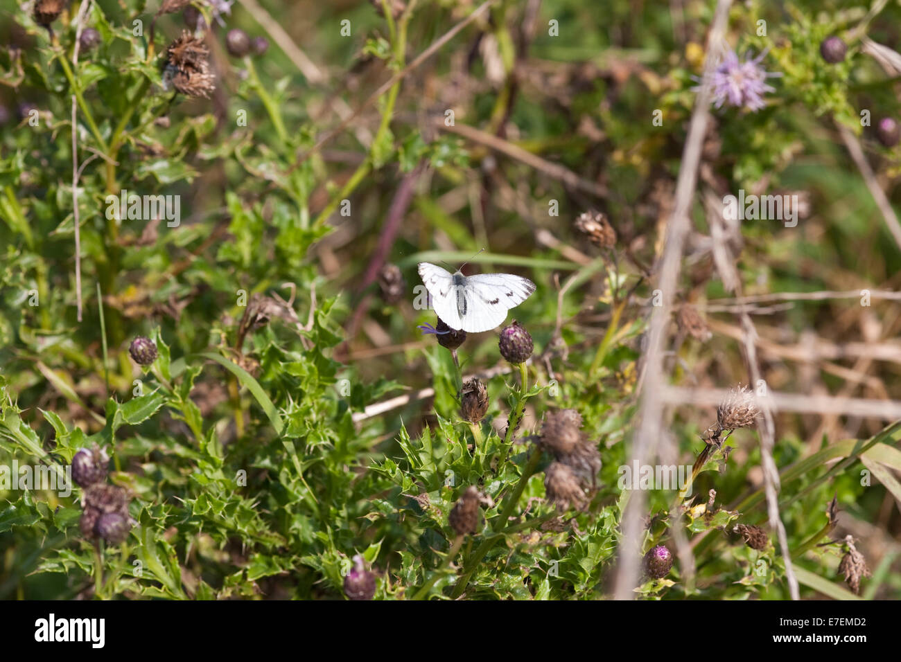 dappled white butterfly 'euchloe simplonia' in its environment Stock Photo