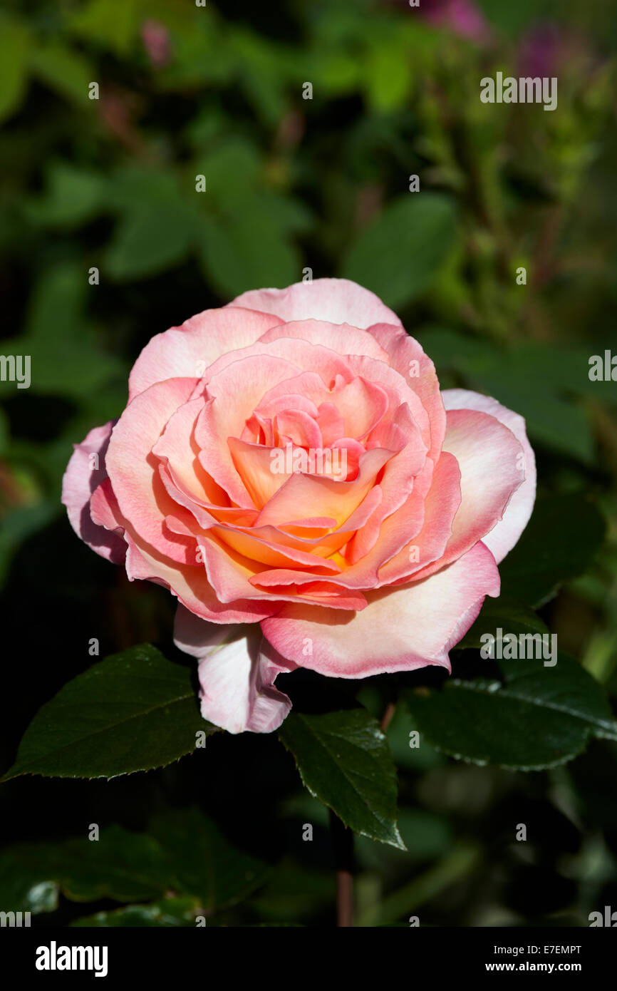 Remember me rose garden hires stock photography and images Alamy