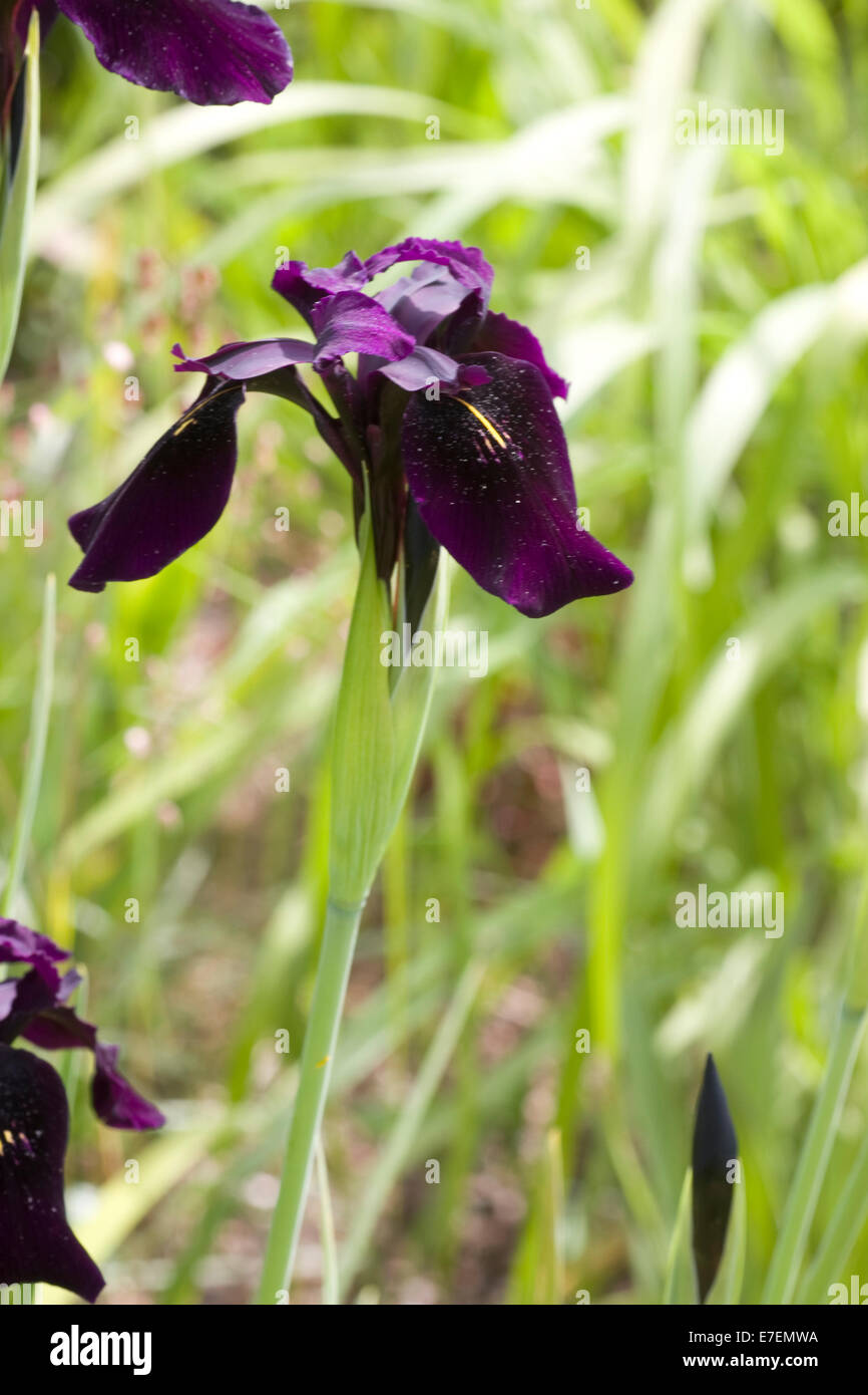Black iris ( Iris chrysographes ) Stock Photo