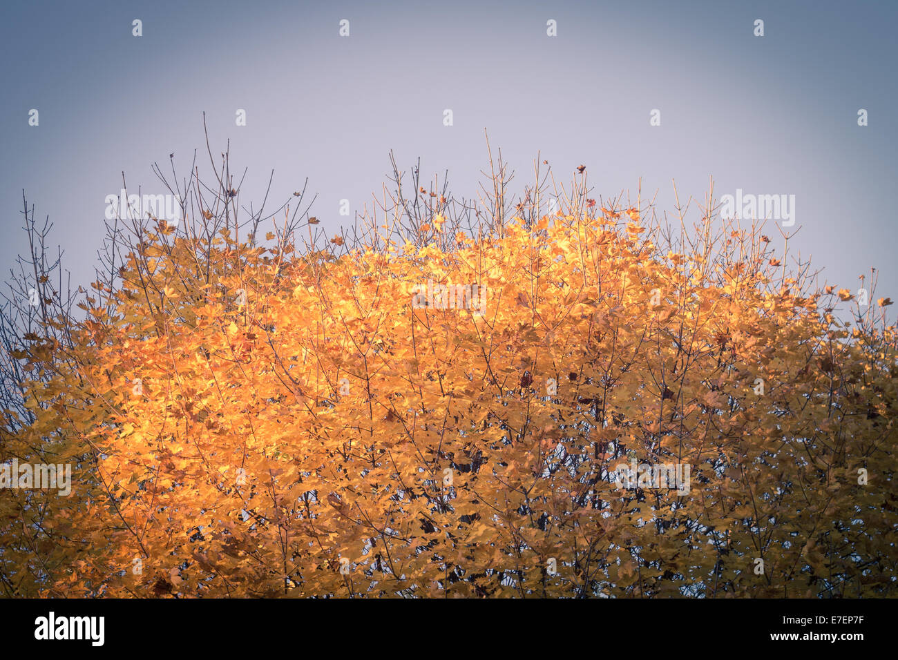 Top of autumn maple tree with yellow foliage on blue sky Stock Photo ...