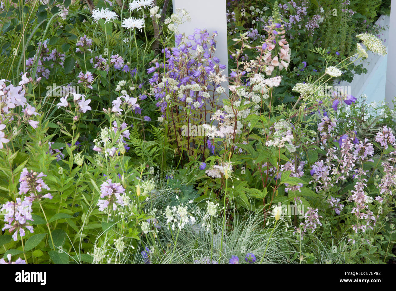 An English country cottage garden flower bed with Astilbe Sprite and Geranium Rozanne flowers growing in a border UK Stock Photo