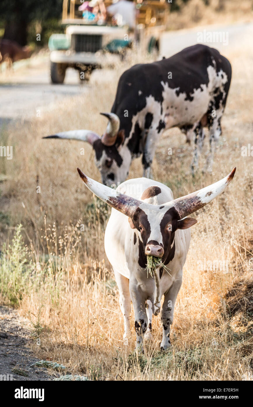 Oxen grazing on the grass Stock Photo