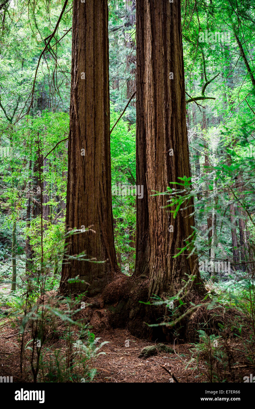 Two tall redwood trees in the woods Stock Photo