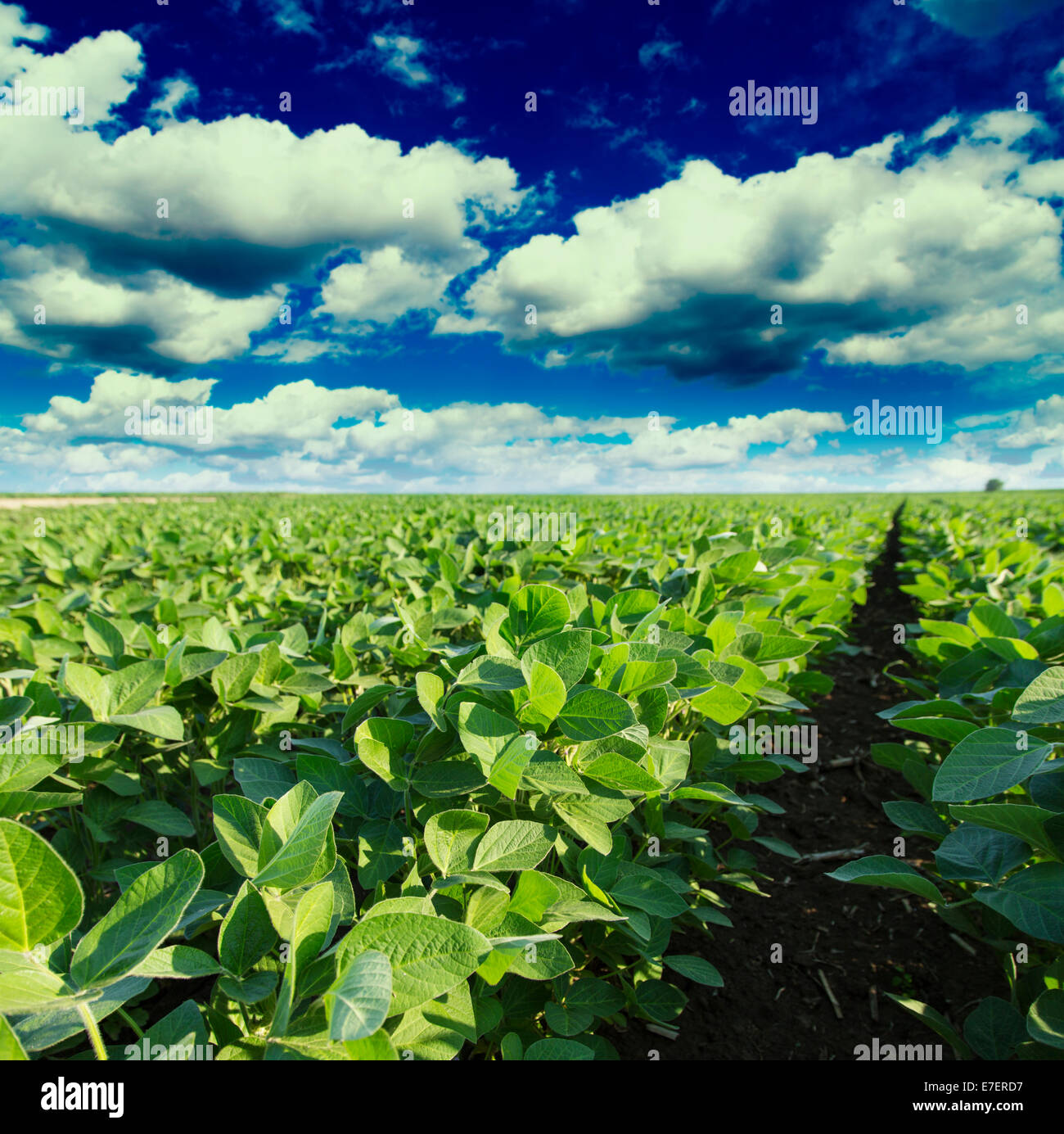 Soybean field ripening spring hi-res stock photography and images - Alamy
