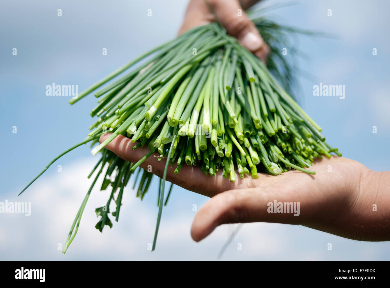 Young farmer holding fresh, organic chives during harvest time on organic plantation. Hands only on blue sky background. Stock Photo