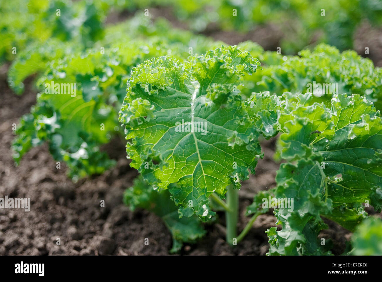 Young broccoli plants on organic plantation. Stock Photo