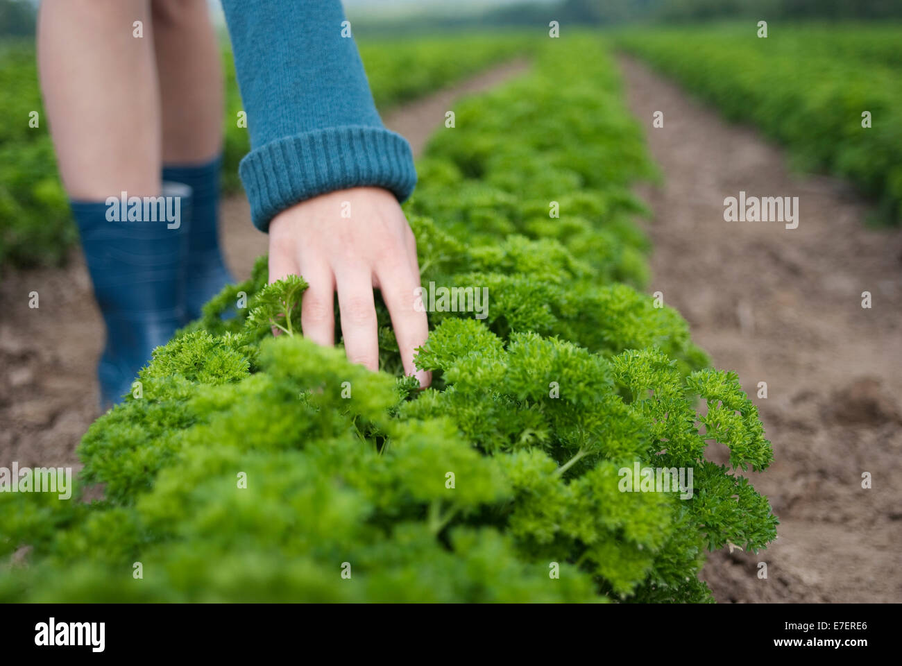 Young female farmer standing betwen patches is touching fresh parsley on organic plantation. Stock Photo