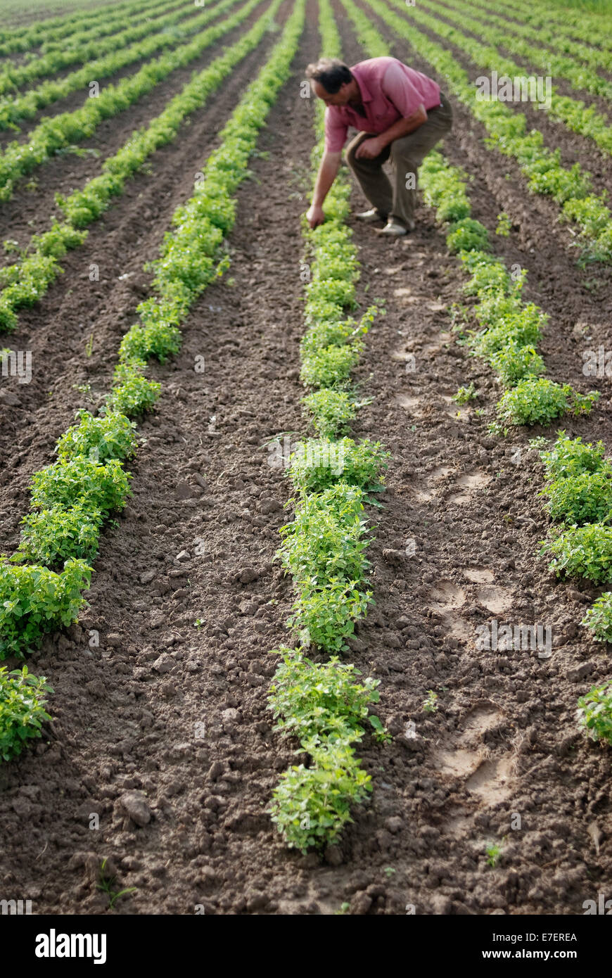 Male farmer is crouching between patches on organic plantation. Stock Photo