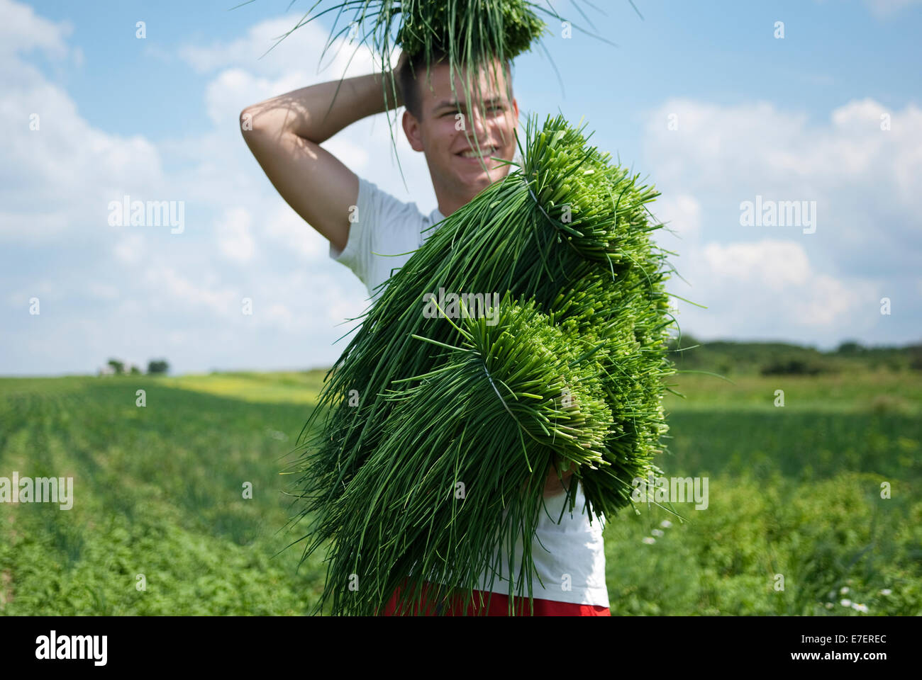 Young farmer smiling and  holding fresh, organic chives during harvest time on organic plantation. Stock Photo