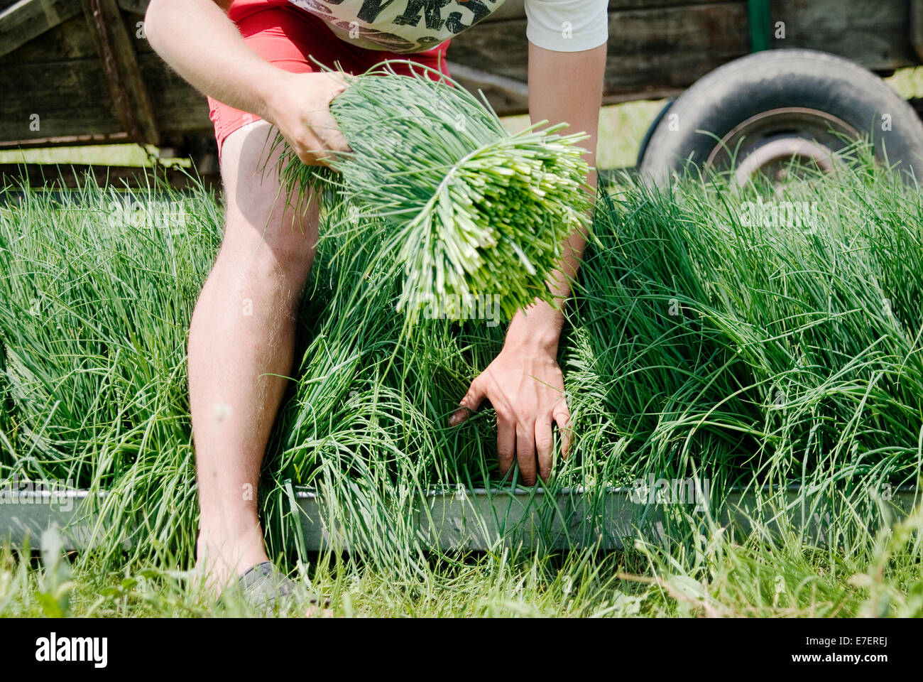 Young farmer places fresh, organic chives during harvest time on organic plantation. Stock Photo