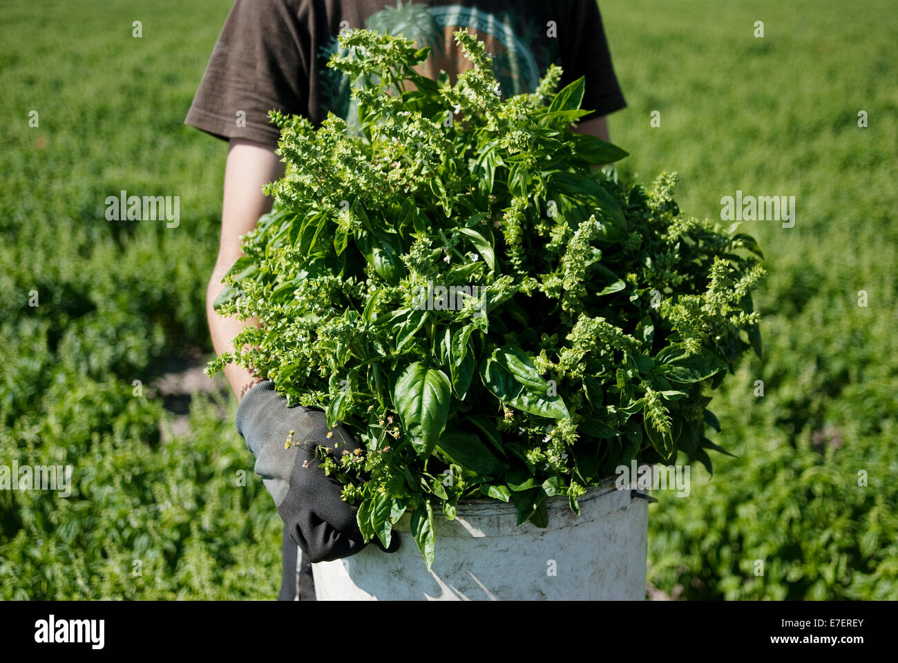 Young farmer holding a basket full of basil freshly picked basil. Organic plantation. Stock Photo