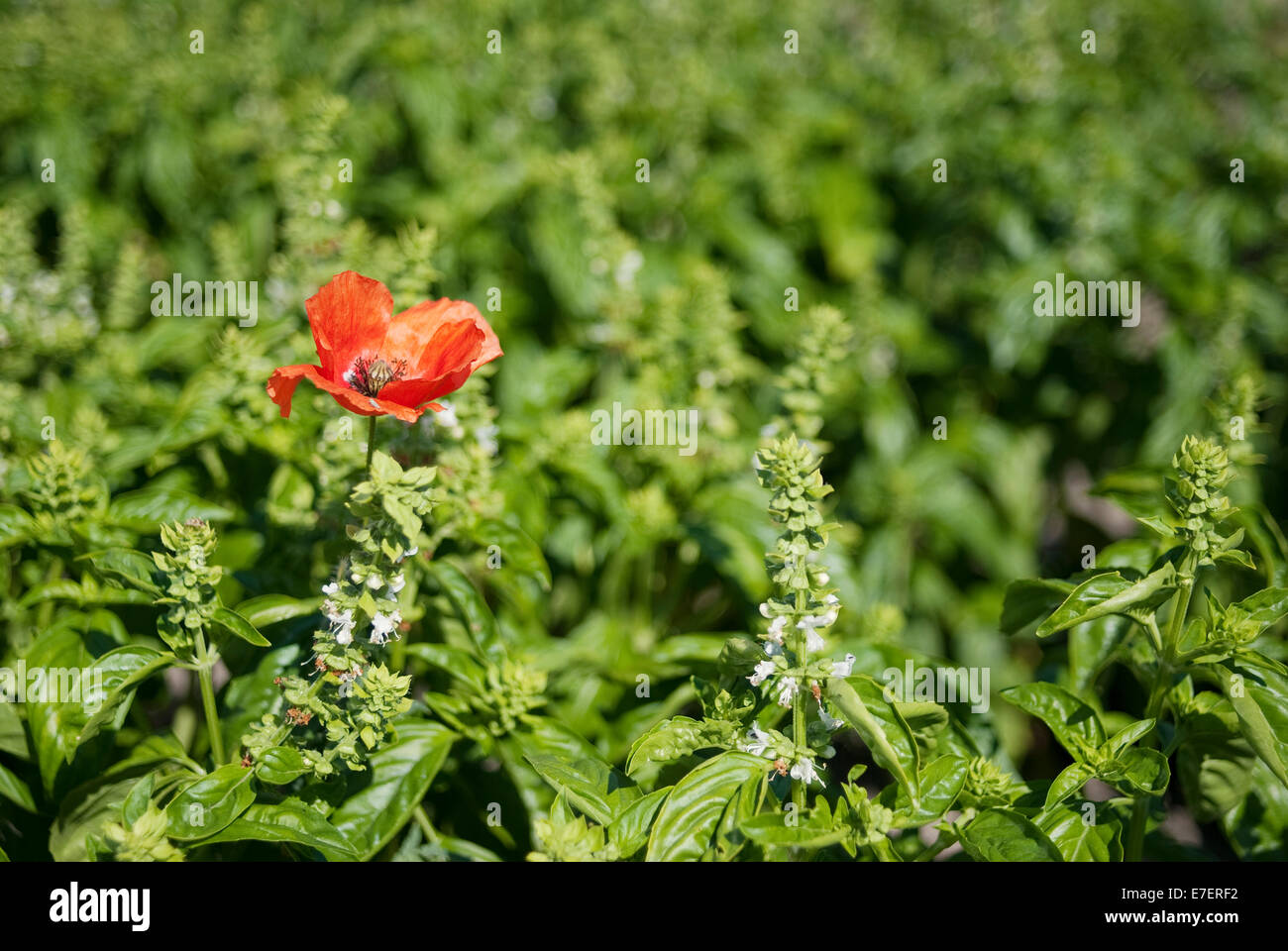 Red poppy flower in the middle of basil fild. Organic plantation. Stock Photo