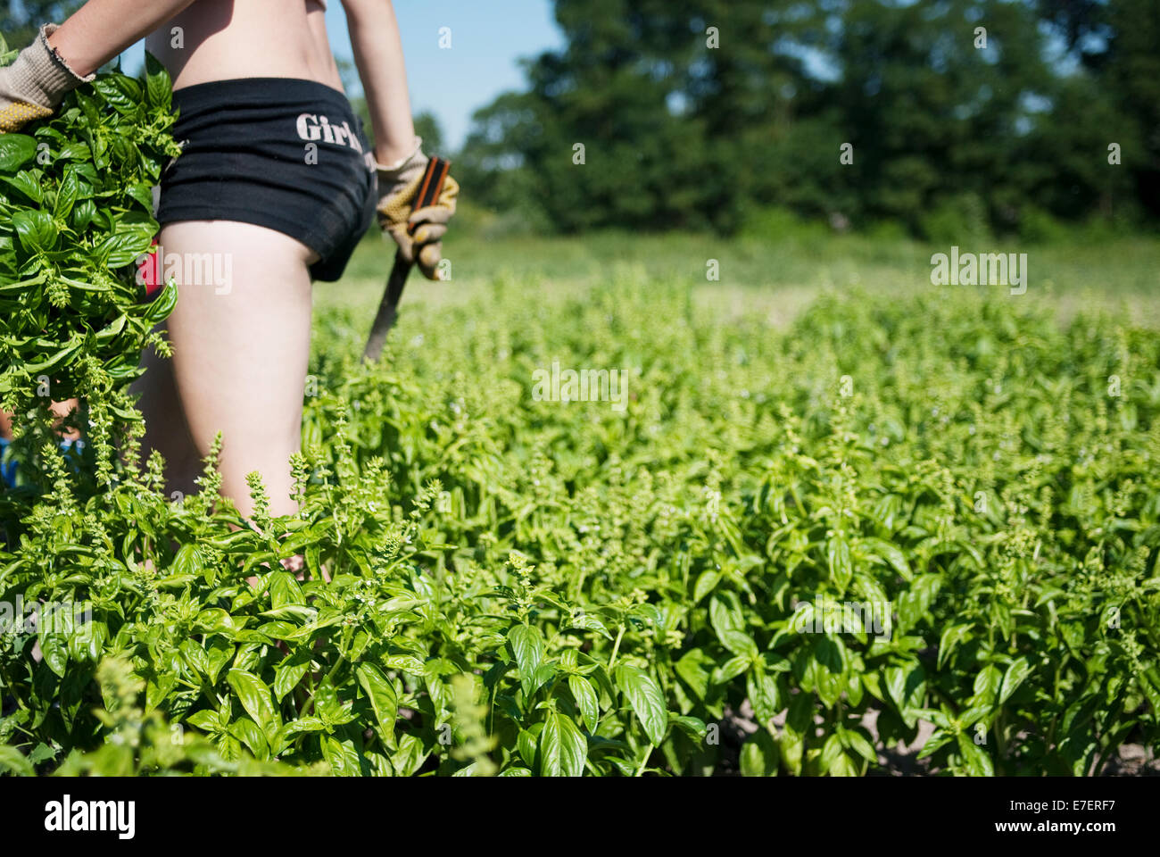 Young female farmer walks through basil field holding knife. Organic plantation. Stock Photo